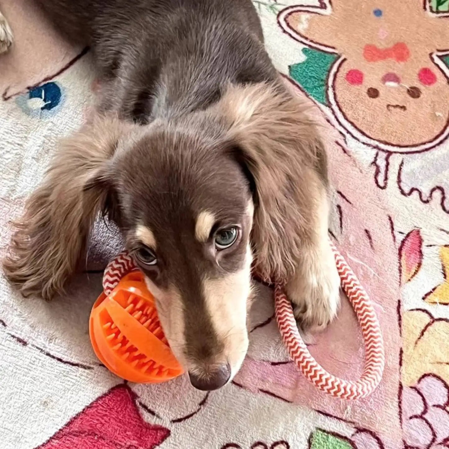 Dog Toys Balls Interactive Treat Rope